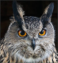 Amber the Eagle Owl