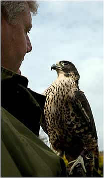 Paul with a Falcon